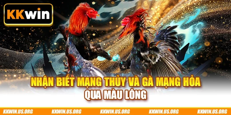 Nhận biết mạng thủy và gà mạng hỏa qua màu lông